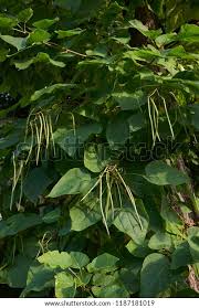 Attēlu rezultāti vaicājumam “Catalpa ovata fruit”