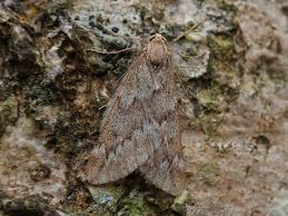 Attēlu rezultāti vaicājumam “Alsophila aescularia”