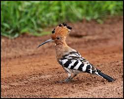 Attēlu rezultāti vaicājumam “Upupa epops adult”