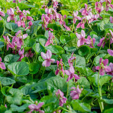Image result for Viola odorata