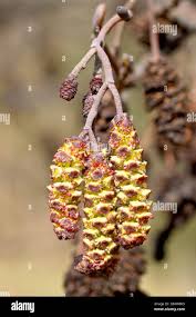 Attēlu rezultāti vaicājumam “Alnus glutinosa flower”