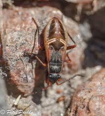 Image result for Rhyparochromus