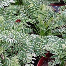 Attēlu rezultāti vaicājumam “Polemonium caeruleum fruit”