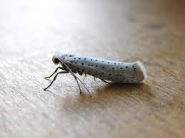 Attēlu rezultāti vaicājumam “Yponomeuta evonymella”