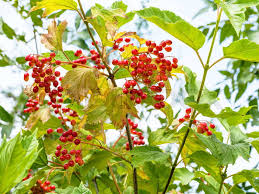 Attēlu rezultāti vaicājumam “Viburnum opulus fruit”