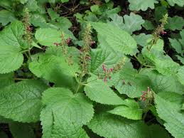 Attēlu rezultāti vaicājumam “Stachys sylvatica leaf”