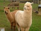 Horse race event to benefit 4-H Alpaca Project