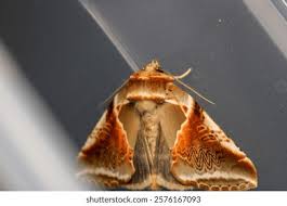 Attēlu rezultāti vaicājumam “Habrosyne pyritoides”