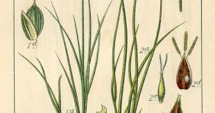 Attēlu rezultāti vaicājumam “Carex loliacea”