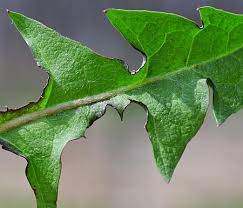 Attēlu rezultāti vaicājumam “Taraxacum officinale aggr. leaf”
