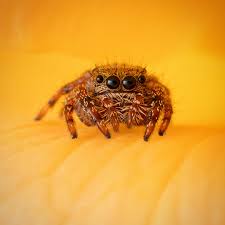 Attēlu rezultāti vaicājumam “Exoprosopa capucina”