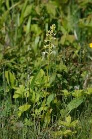 Attēlu rezultāti vaicājumam “Platanthera bifolia”