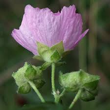 Image result for Malva alcea