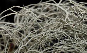 Attēlu rezultāti vaicājumam “Usnea subfloridana”