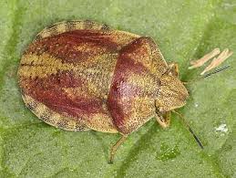 Attēlu rezultāti vaicājumam “Eurygaster testudinaria nymph”