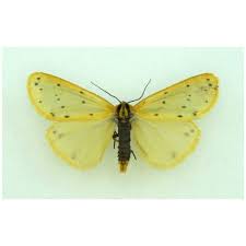 Attēlu rezultāti vaicājumam “Setina irrorella”