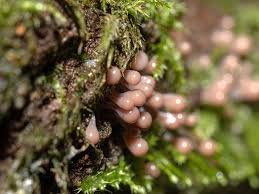 Attēlu rezultāti vaicājumam “Hemitrichia decipiens var. hemitrichoides”