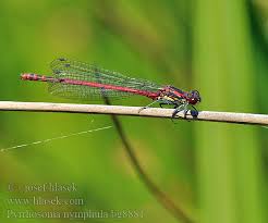 Attēlu rezultāti vaicājumam “Pyrrhosoma nymphula”