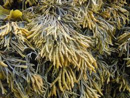 Attēlu rezultāti vaicājumam “Riccia canaliculata”