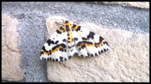 Attēlu rezultāti vaicājumam “Abraxas grossulariata”