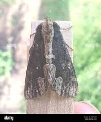 Attēlu rezultāti vaicājumam “Dypterygia scabriuscula”