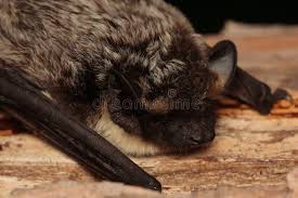 Attēlu rezultāti vaicājumam “Vespertilio murinus”