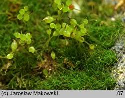 Attēlu rezultāti vaicājumam “Seligeria pusilla”