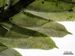 Attēlu rezultāti vaicājumam “Fissidens taxifolius”