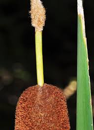 Attēlu rezultāti vaicājumam “Typhaceae”