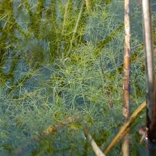 Attēlu rezultāti vaicājumam “Chara intermedia male”