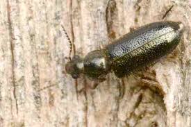 Attēlu rezultāti vaicājumam “Dasytidae”