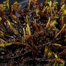 Attēlu rezultāti vaicājumam “Calliergon trifarium”