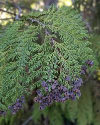 Attēlu rezultāti vaicājumam “Chamaecyparis lawsoniana”