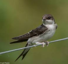 Attēlu rezultāti vaicājumam “Delichon urbicum”