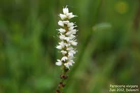 Attēlu rezultāti vaicājumam “Bistorta vivipara”