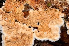 Attēlu rezultāti vaicājumam “Hapalopilus aurantiacus”