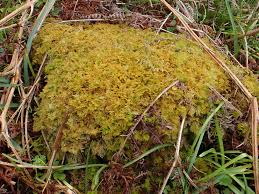 Attēlu rezultāti vaicājumam “Thuidium recognitum”