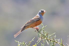 Image result for Emberiza caesia