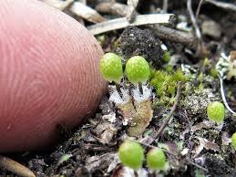 Attēlu rezultāti vaicājumam “Jungermannia hyalina cells”