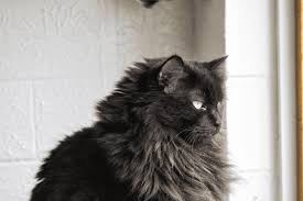 Image result for Black Cat Sac