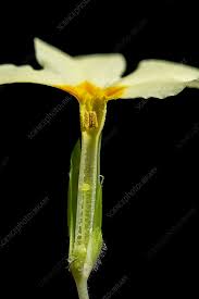 Attēlu rezultāti vaicājumam “Primula veris flower”