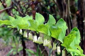 Attēlu rezultāti vaicājumam “Polygonatum odoratum flower”
