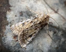 Attēlu rezultāti vaicājumam “Agrotis ripae”