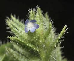 Attēlu rezultāti vaicājumam “Anchusa arvensis flower”