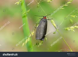 Attēlu rezultāti vaicājumam “Atolmis rubricollis”