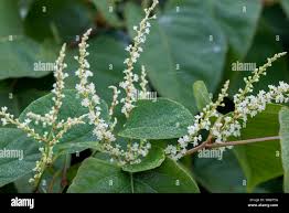 Attēlu rezultāti vaicājumam “Reynoutria japonica flower”