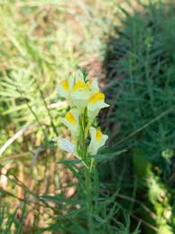 Attēlu rezultāti vaicājumam “Linaria vulgaris fruit”