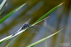 Attēlu rezultāti vaicājumam “Orthetrum cancellatum male”