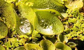 Attēlu rezultāti vaicājumam “Tettigoniodea exuvia”