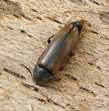 Attēlu rezultāti vaicājumam “Xylita laevigata”